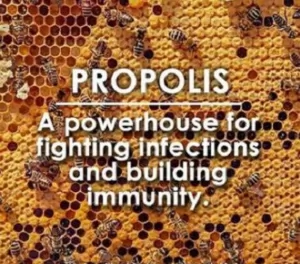 key propolis